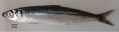 Risk assessment of Golani’s round herring (Etrumeus golanii) in the Greek seas (northeastern Mediterranean Sea)